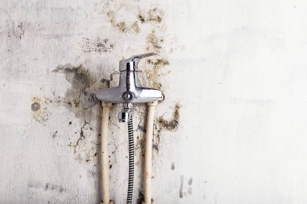 Best Emergency Mold Removal  in Indian Rocks Beach, FL
